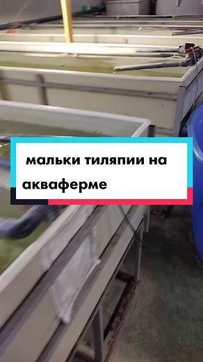 Fish Farming Techniques in Indoor Tanks