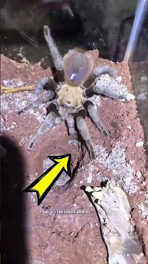 This frog is guard of this tarantula