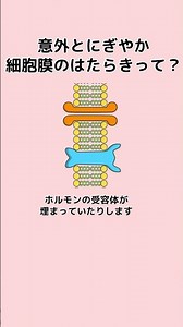 Surprisingly Bustling: How Do Cell Membranes Work?