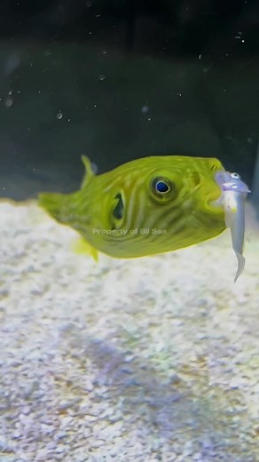Understanding the Pufferfish: Nature's Predator