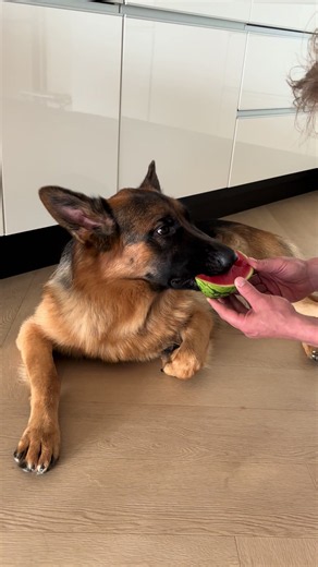 Watermelon for Dogs: Is Watermeloen Safe?