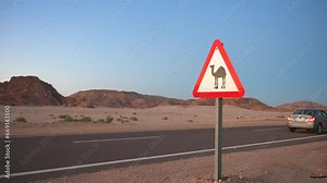 The car passing warning sign with dromedary camel. Protecting roadside wildlife on the road in the desert.