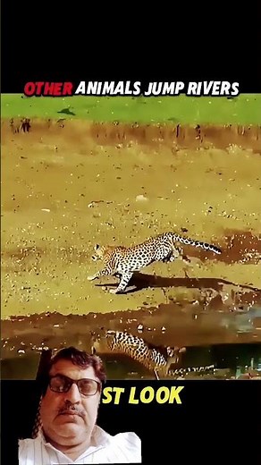 Puma's Incredible jump Across the River #tiger #lion #shorts