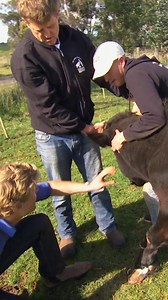 520K views · 10K reactions | Trimming a 3-legged cow's overgrown hoof! | Bondi Vet | Facebook
