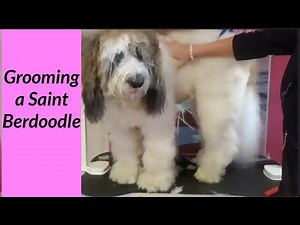 Grooming a Saint Berdoodle Tutorial