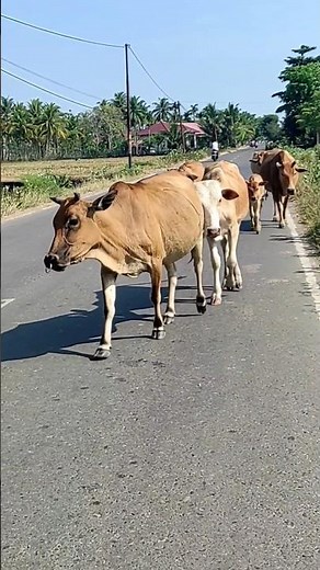 Sapi Lucu dan Pintar lembu jinak #sapi #lembu #cow