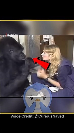 The Heartbreaking Story of Koko the Gorilla 🦍💔 ‪@CuriousNaved‬