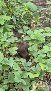 27K views · 497 reactions | Cine ne mănâncă căpșunii? ‍ #romania #viatalatara #copilarie | Alexandra Iacob | Facebook