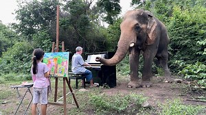 154K views · 4.5K reactions | Bach on Piano for a Bull Elephant. One of Chaichana's favorite pieces on piano is Bach's Air on G-string. | Paul Barton | Facebook