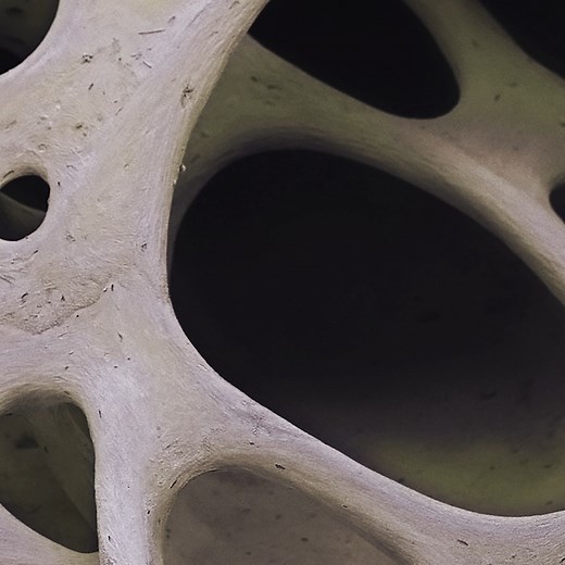 48K views · 209 reactions | This is the skull of a common starling (Sturnus vulgaris) and it’s being viewed under a scanning electron micrograph (SEM) with animated coloring.  The tissue found in the interior of this bird bone is characterized by a honeycomb arrangement of trabeculae (columns). #MicroscopicMonday | Science Channel | Facebook