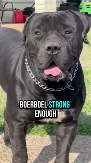 top 5 dogs that save you against wolves #facts #dogbreeds #retreiver #animallife #animals