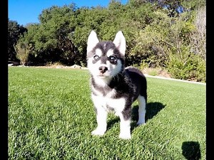 Sultan the Pomsky Hybrid (Pom x Husky F1 Generation)...