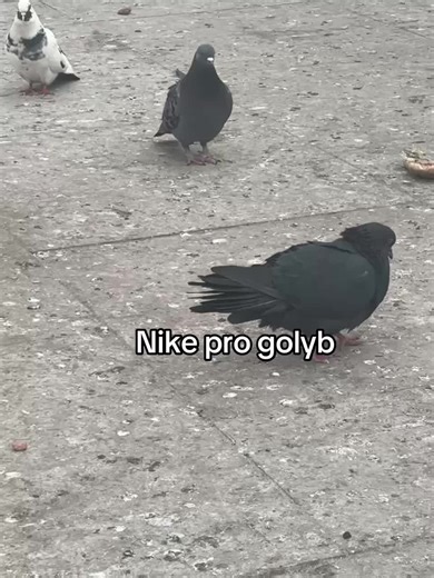 Maximize Your Performance with Nike Pro Gear