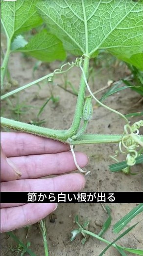 The Secret to Growing Massive Pumpkins is "This Node"! Boost Root Growth Just by Covering with Soil