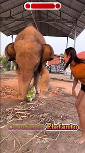 Wdyt about cute animals like this? #brainrotanimals #brainrot #tungtungtungsahur #anomali #jaidmeel