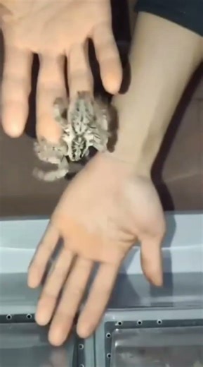 Энергичные прыжки H.maculata #spider #tarantula