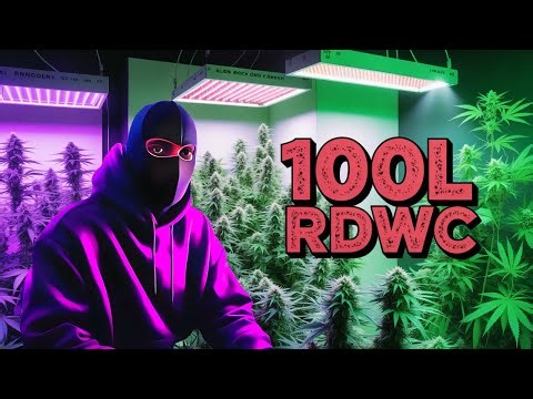 100L RDWC Growstart 💧 Peak 112, Alien Rock Candy, Mint Kush & Carbon Fiber