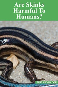 Are skinks harmful to humans? - TimesMojo