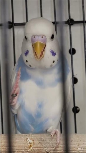 baby bird telling Chuck Norris jokes