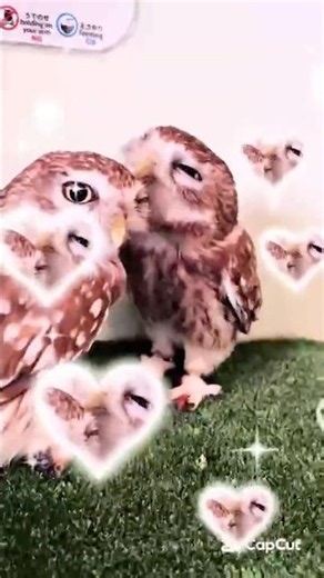 ふくろうの日常🦉💕The daily life of an owl #owlvillage #owl #cute #ふくろう #癒し #kawaii #ふくろうの里 #birds #可愛い