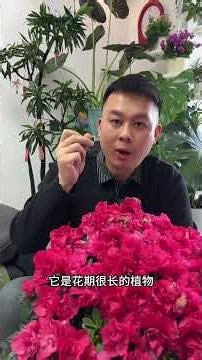 Mastering Rhododendron Growth: Top Tips for Success