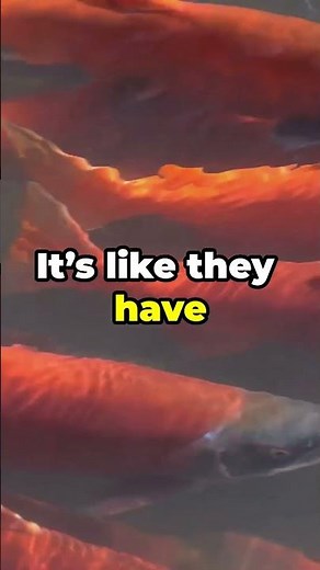 Salmon Swimming Upstream in Nature's Wild Rivers