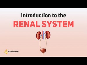 Introduction to the Renal System | Physiology of Kidney | Introduction