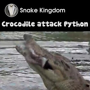 Crocodile hunting Python for food! | Snake Boss