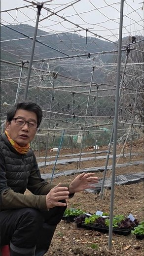 How to plant lettuce seedlings #Lettuce #LettuceSeedlings #VegetableGardening #SubatgolFarm #farm...