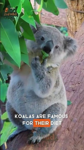 Why Koalas Aren’t Bears 🐨 | Amazing Koala Facts