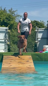 Labrador Norman slow motion dives! | Canine Dip and Dive Maldon