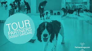 73K views · 13 shares | Take a tour of Partners Doggy Daycare and...
