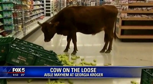 Cow on the Loose Causes $4,000 in Damage at Georgia Kroger Shoppers at a Kroger in Georgia got an unexpected surprise Tuesday afternoon when a cow wandered into the store and went on a brief but costly rampage. According to store officials, the cow entered through the automatic doors, knocked over displays, damaged checkout equipment, and slipped through multiple aisles before employees cleared the area. The incident caused an estimated $4,000 in damage, mostly from destroyed merchandise and fix
