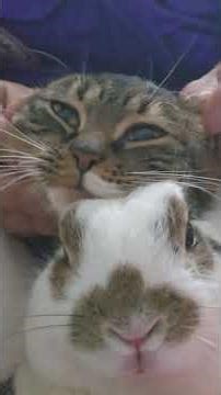 귀농귀촌 고양이 토끼 놀아주기 Playing with cats and rabbits in rural areas.