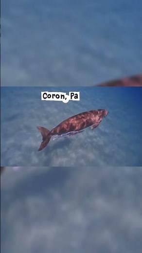 Top 5 Best Dive Spots in the Philippines 🐠🌊