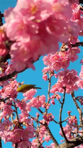 Early cherry blossoms in Tokyo are here! ☺️🌸 Along the river at Kiba Park, you can find rows of vibrant pink cherry blossoms, with views of Tokyo Skytree and adorable warbling-eye birds.☺️ | Matcha - Japan Travel Web Magazine