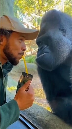 Gorilla wants Juice from Boy 🤯