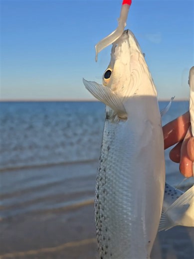 Fish Informative Guide for FIFA Arab Cup 2026