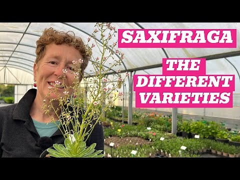 Saxifraga Showcase: Fantastic Options for Your Garden!