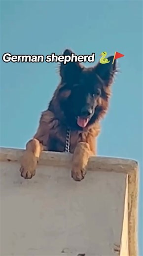 #GermanShepherd #Foryou #fypppppppppo #viral #GermanShepherd