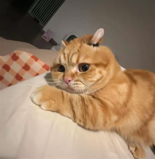 Cat vs. Hair Tie – The Dramatic Head Shake 😼 #FunnyCat #CatVsHairTie #cattoys #catreaction