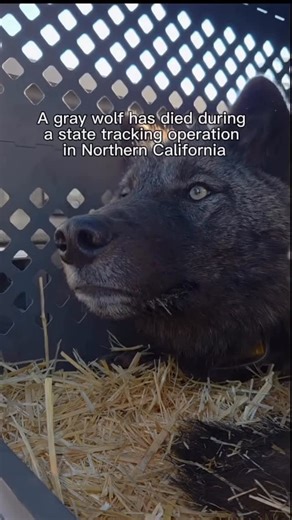 Women for Wolves on Instagram: "A female gray wolf from Northern California’s Harvey Pack has died after being captured by state wildlife officials during an attempt to fit her with a GPS tracking collar. (Post via @active_norcal) This happened during a capture operation in Lassen and Shasta Counties. Five wolves survived the operation. She was the sixth. She never made it home. Her exact cause of death is still under investigation. But the California Department of Fish & Wildlife has confirmed
