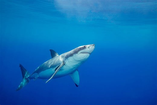 Swimmer attacked by shark while crossing Southern California's Catalina Channel