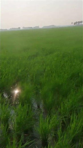 🌱🙋‍♂️ மனிதர் களை எடுப்பது நெல் வளர்ச்சியை உயர்த்துமா 😳