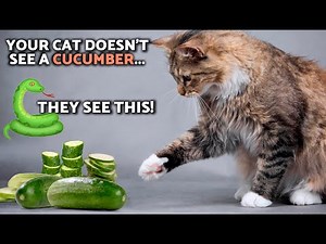 Why are CATS SCARED of CUCUMBERS? 🥒