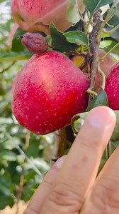 37K views · 1.4K reactions | Colour Development of Our SCHNICO RED Gala on 02-08-2024 | Hi-Five Agro Skills | Facebook