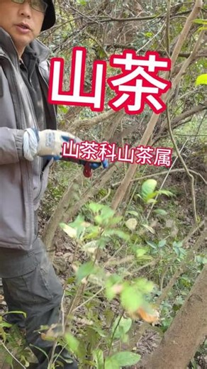 山茶‖山茶科山茶属#山货上头条 #真实户外 #植物科普