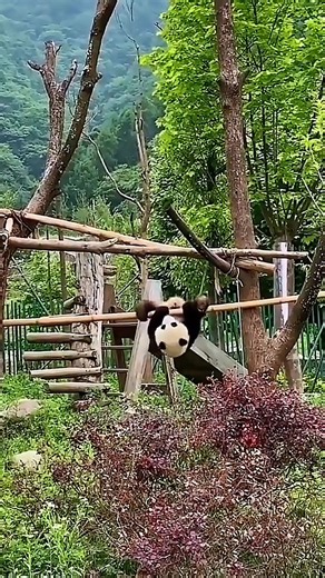 Panda's Bamboo Workout: Nature's Perfect Gym Session "Move over,gym memberships! This panda has found the ultimate workout equipment in nature's own bamboo gym. 🐼💪 Watch how these amazing creatures stay fit in the wild! Did you know? Pandas' strong wrists and claws are specially adapted for climbing. This isn't just play—it's essential muscle training for survival! 👉 LIKE if this made you smile! 👉COMMENT below: Would you try this bamboo workout? 👉SHARE to brighten someone's day!" --- ‎#Wild