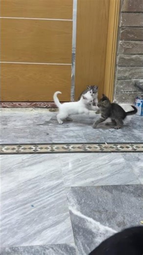 Cute kittens fighting #kittens #funnycats #kittens #kittensfight ‪@LilKittens-r1i‬ #funnyfight