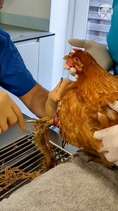 Chicken vet removes huge blockage Partner: drlazaris_vet IG: https://www.instagram.com/drlazaris_vet/ TT: https://www.tiktok.com/@drlazaris_vet | Crafty Panda